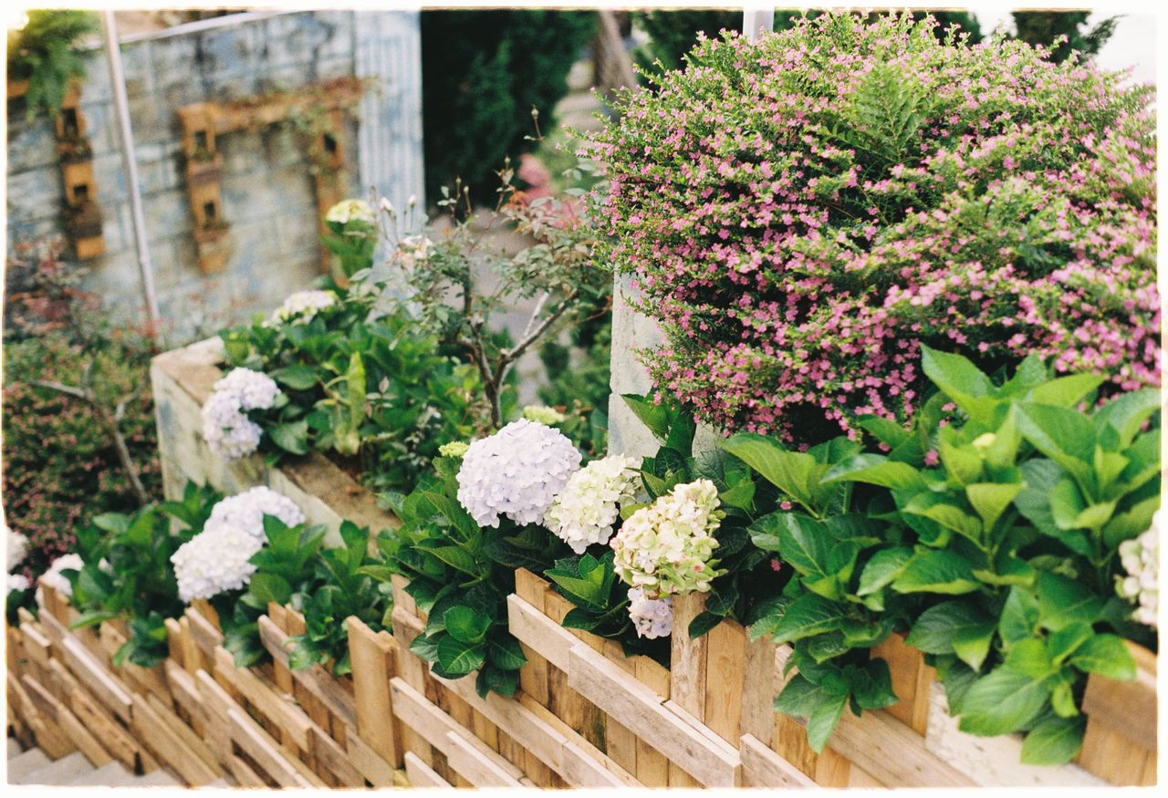 About Vibrant garden featuring blooming hydrangeas and pink flowers surrounded by wooden fencing.