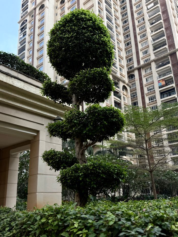 Artistic topiary tree in a modern urban setting with high-rise apartments, creating a balance between nature and architecture.
