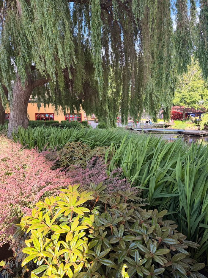 Services A vibrant garden scene featuring lush foliage and a drooping willow tree, capturing the essence of nature outdoors.