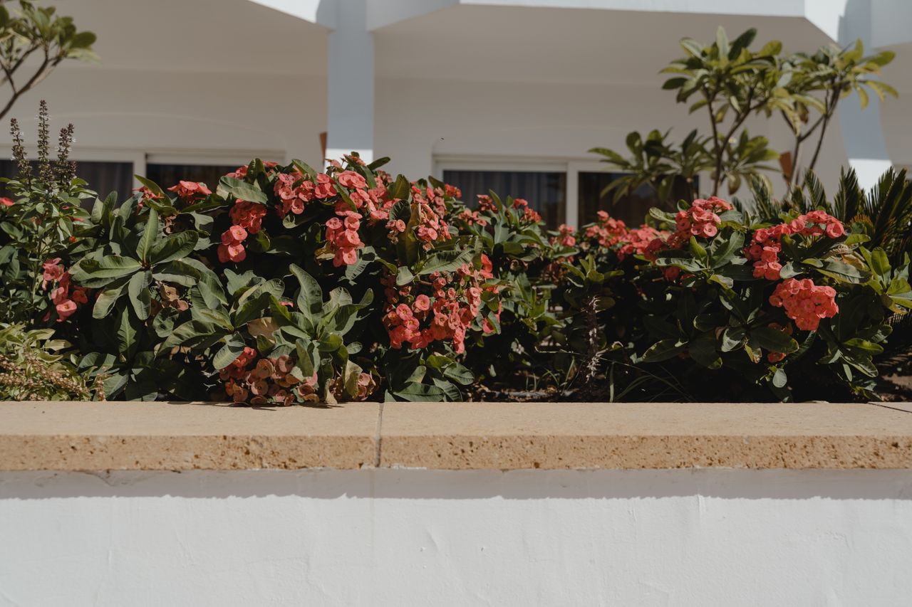 About Bright pink flowers on a concrete terrace against a white building backdrop.