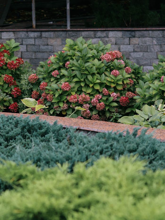 Vibrant garden scene featuring blooming hydrangeas and greenery against a brick wall backdrop.